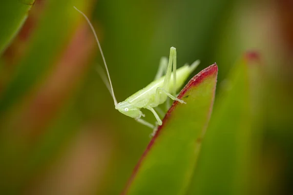 Transluzente Grüne Heuschrecke Auf Einem Kaktus Von Einem Nordportugiesischen Kaktus — Stockfoto