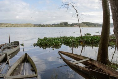 Pateira de Fermentelos, geleneksel yünlü teknesi Portekiz 'i göremiyor..