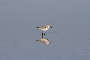 Sanderling ve Kuzey Portekiz 'deki ıslak kumda yansıması..