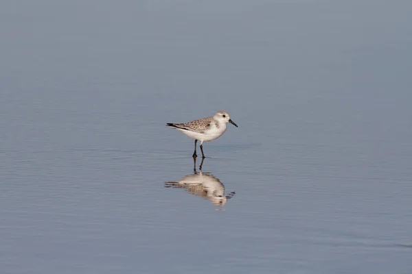 Sanderling Son Reflet Dans Sable Humide Nord Portugal — Photo