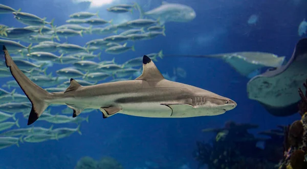 Deniz Akvaryumu Köpekbalığı Dolabı — Stok fotoğraf