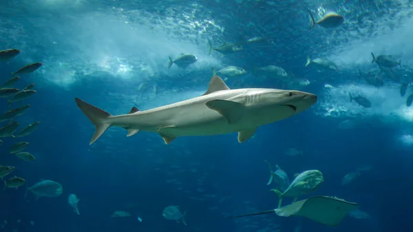 Bir Deniz Akvaryumu Köpekbalığının Yakın Çekimi — Stok fotoğraf