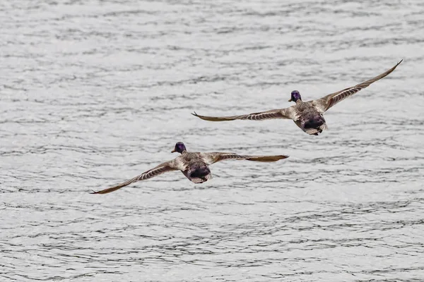 两只鸭子在飞行 多罗河 葡萄牙北部 — 图库照片