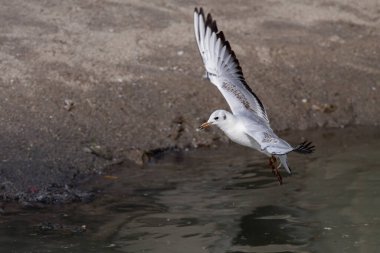Portekiz 'in kuzeyinde, Douro nehri sınırında tern uçuyor..