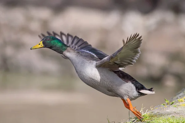 Pato Salvaje Del Río Duero Despegando Norte Portugal —  Fotos de Stock