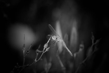 Portekiz çayırında yusufçuk. Siyah beyaza dönüştürülmüş.