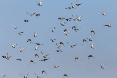 Kurye güvercinler günlük eğitimde uçuyor.