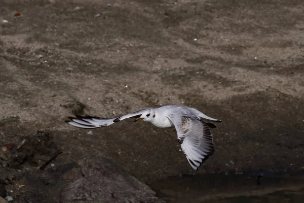 Tern Vuelo Sobre Frontera Del Río Duero Norte Portugal — Foto de Stock