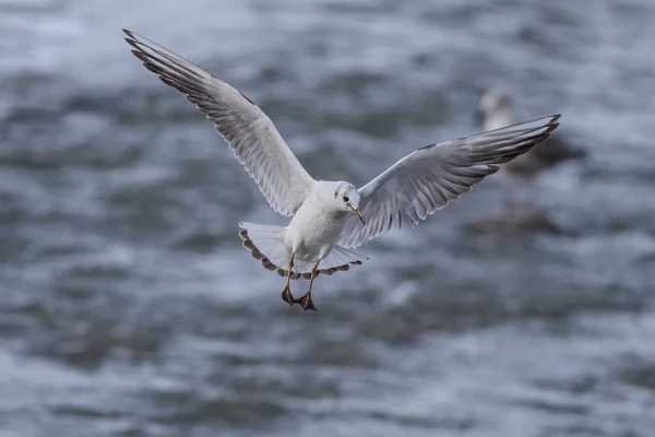 Tern Flight Douro River Border North Portugal — 图库照片