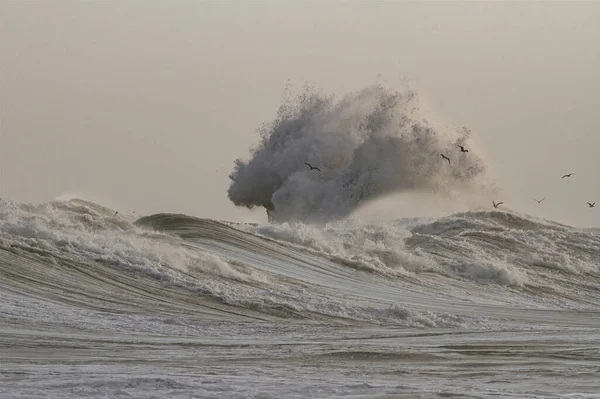 柔らかいバックライトの大きな海の波のスプラッシュ 嵐の間の北ポルトガルの海岸 — ストック写真