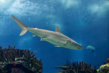 Deniz suyu akvaryumu köpekbalığının yakın çekimi.