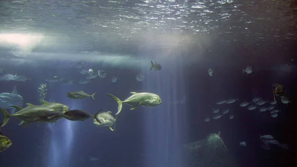 Морской Аквариум Главное Окно Видя Школу Xareus Других Рыб — стоковое фото