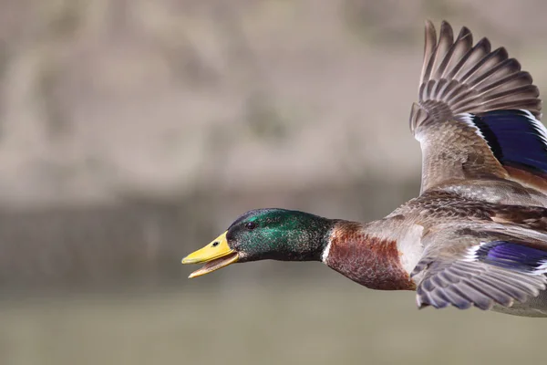 Duck Flight Closeup Douro River North Portugal — Stock Photo, Image