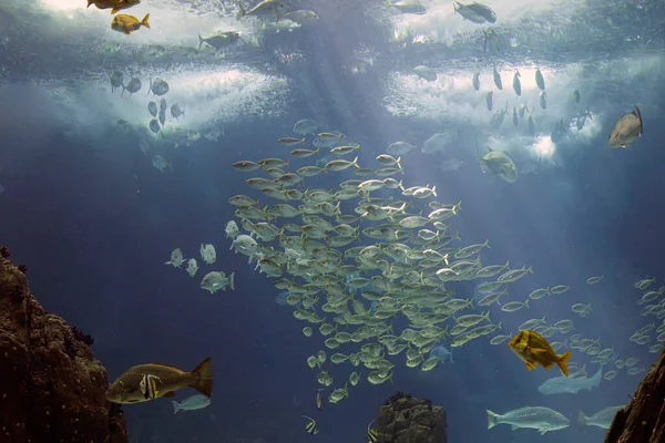 Salt Water Aquarium Seeing Interestin Shoal Fish — стоковое фото