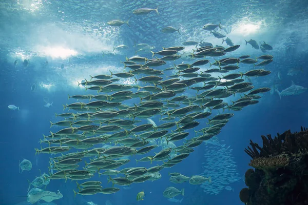 Escuela Jurel Acuario Agua Mar Foto — Foto de Stock