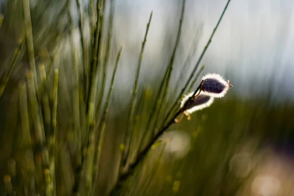 Soft Backlit Defocused Nature Background Forest North Portugal — Stock Photo, Image