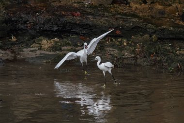 Portekiz 'in kuzeyindeki Douro nehrinin sınırında beyaz balıkçıl savaşı.
