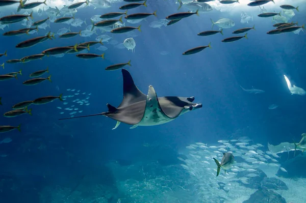 Ray Autres Poissons Passant Dans Aquarium — Photo