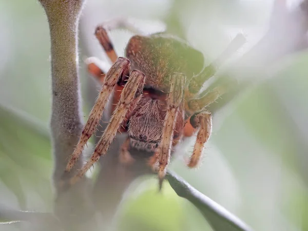 Araignée Cachée Dans Végétation Nord Portugal — Photo