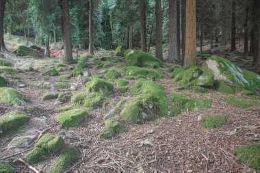 Peneda Ormanı 'nın derinliklerinde Geres Ulusal Parkı' nda yosunlu kayalar görüyorum. 