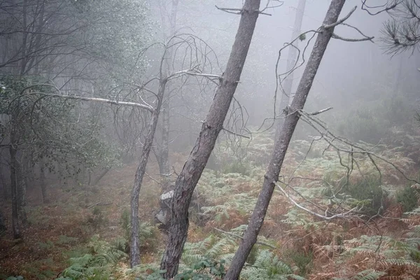 霧深い森の中の謎の枯れ木 — ストック写真