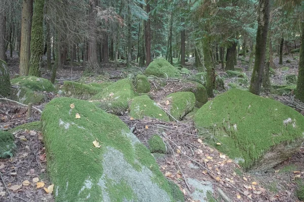 Deep Forest Peneda Geres National Park Seeing Mossy Rocks — Stock Photo, Image