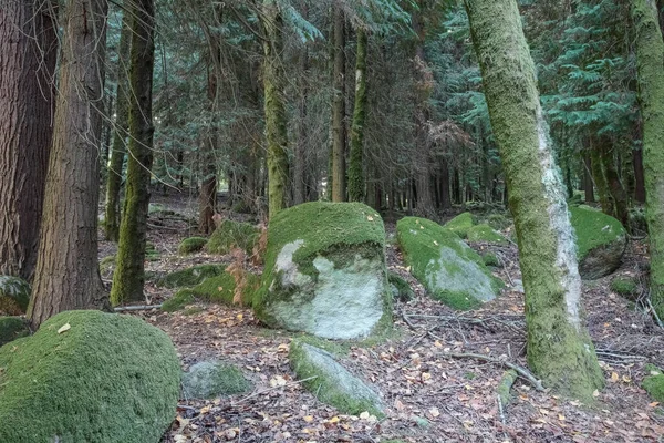 Głęboko Lesie Parku Narodowego Peneda Geres Widząc Meczetowe Drzewa Skały — Zdjęcie stockowe