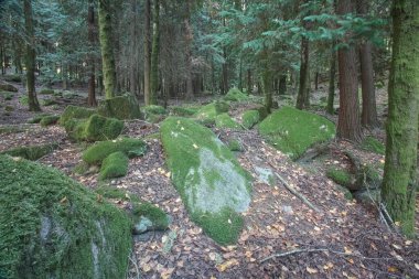 Peneda Ormanı 'nın derinliklerinde Geres Ulusal Parkı' nda yosunlu kayalar görüyorum. 