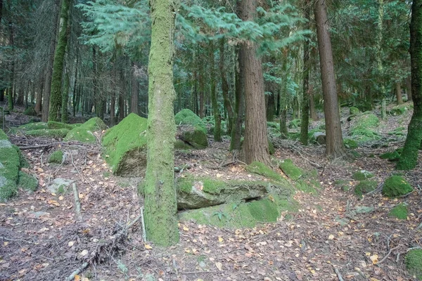 在Peneda Geres国家公园的森林深处看到了苔藓状的岩石 — 图库照片