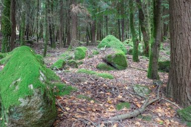 Peneda Ormanı 'nın derinliklerinde Geres Ulusal Parkı' nda yosunlu kayalar görüyorum. 