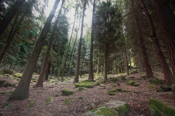 Głęboko Lesie Parku Narodowego Peneda Geres Widząc Meczetowe Drzewa Skały — Zdjęcie stockowe