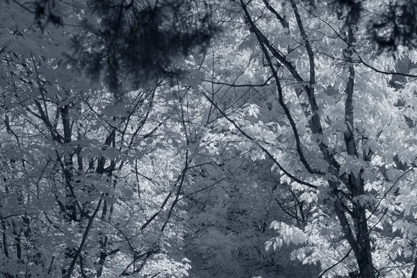 Национальный Парк Пенэда Жерес Глубокий Лес Используемый Инфракрасный Фильтр — стоковое фото