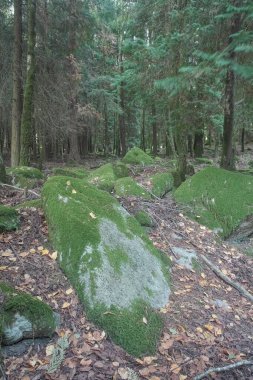 Peneda Ormanı 'nın derinliklerinde Geres Ulusal Parkı' nda yosunlu kayalar görüyorum. 