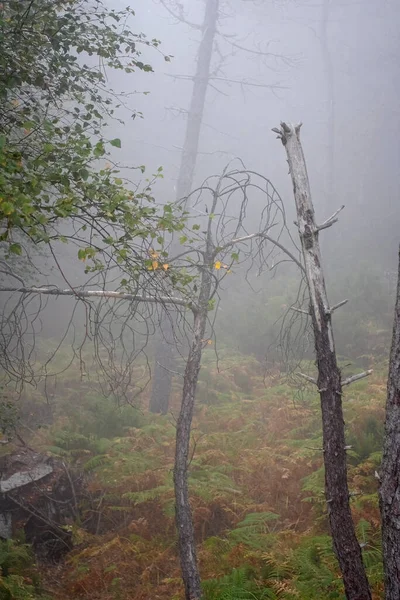 Tajemnicze Martwe Drzewo Mglistym Lesie — Zdjęcie stockowe