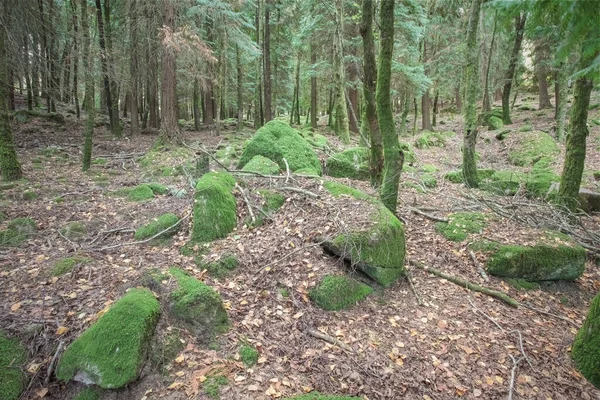 Fundo Uma Floresta Peneda Geres National Park Vendo Rochas Musgosas — Fotografia de Stock