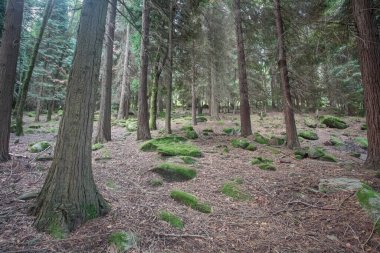 Peneda Ormanı 'nın derinliklerinde Geres Ulusal Parkı' nda yosunlu ağaçlar ve kayalar var. 