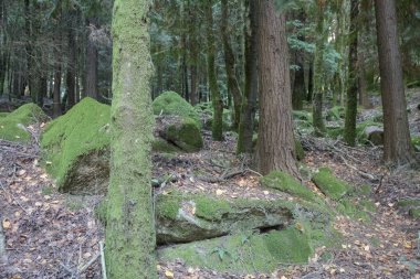 Peneda Ormanı 'nın derinliklerinde Geres Ulusal Parkı' nda yosunlu ağaçlar ve kayalar var. 