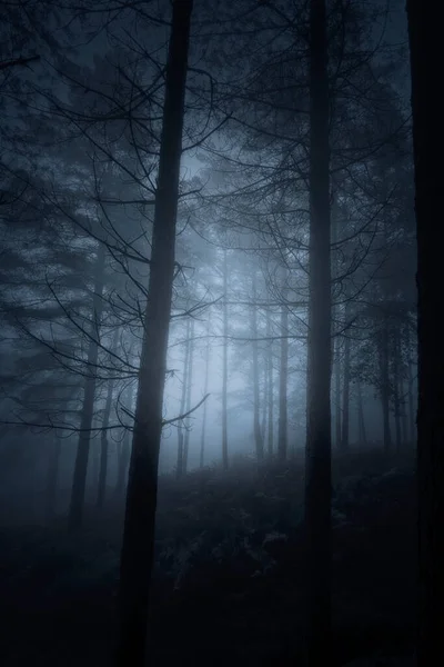 Magiska Månbelysta Glödande Mörk Skog — Stockfoto