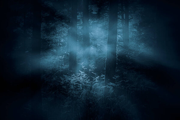 Mysterious foggy dense woods at dawn or dusk