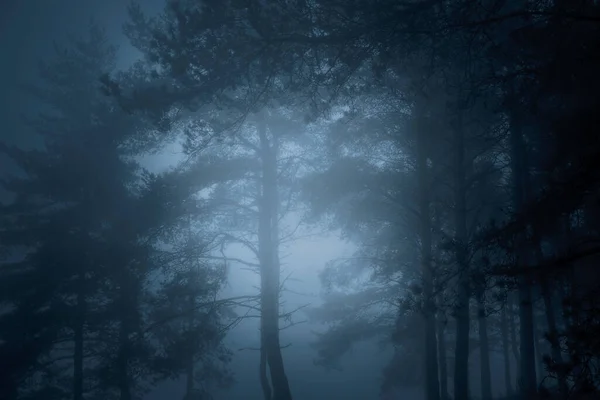 Forêt Sombre Éclatante Lune Magique — Photo