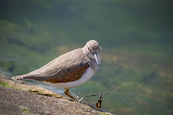 Hermoso Río Duero Sandpiper Común —  Fotos de Stock