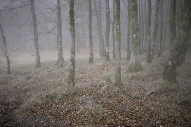 alacakaranlıkta gizemli sisli orman