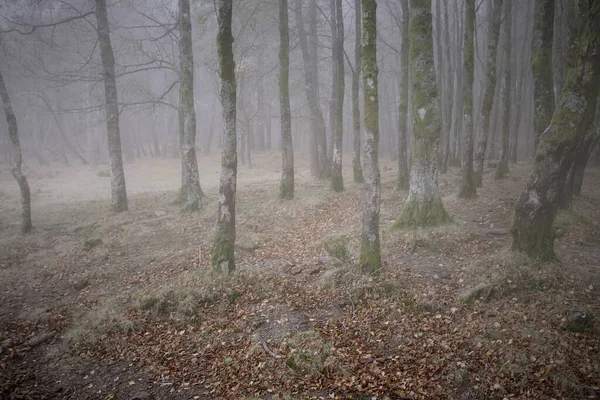 Μυστηριώδη Ομίχλη Δάσος Κατά Σούρουπο — Φωτογραφία Αρχείου