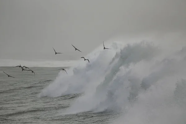 Rebanho Sandpipers Sobrevoar Grandes Ondas Tempestuosas Norte Portugal — Fotografia de Stock