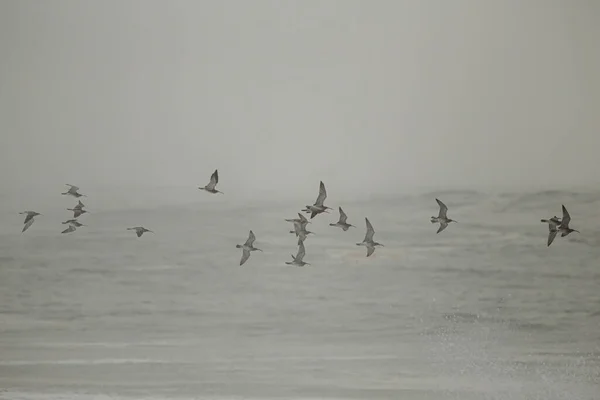 Flock Sandpipers Flying Foggy Sea North Portugal — Stock Photo, Image