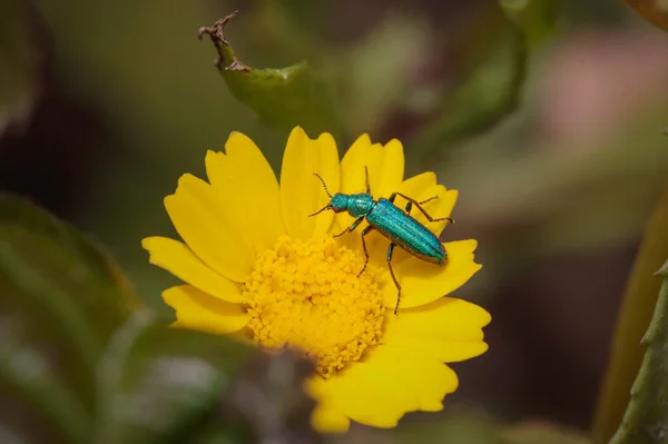 Macro Beautiful Green Metallic Bug Yellow Flower Northern Portuguese Meadow — Foto Stock