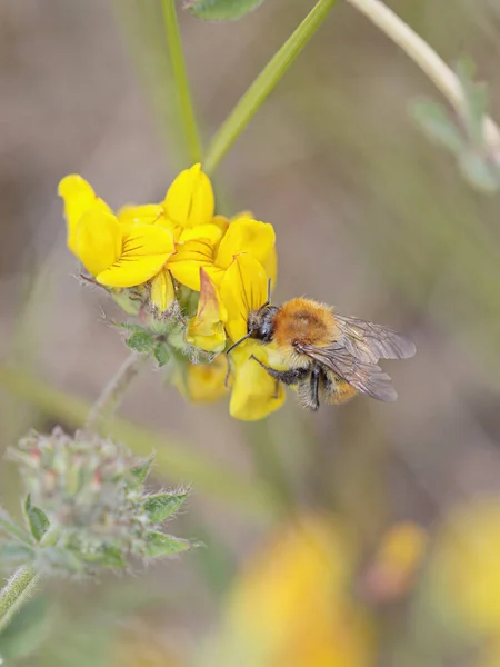 Bee Sucken Pollen Wild Flower Northern Portuguese Meadow — Stockfoto