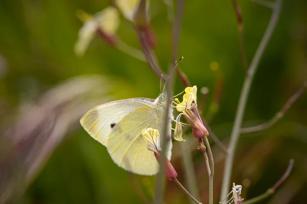 Beau Papillon Sur Une Fleur Jaune Sauvage Une Prairie Portugaise — Photo