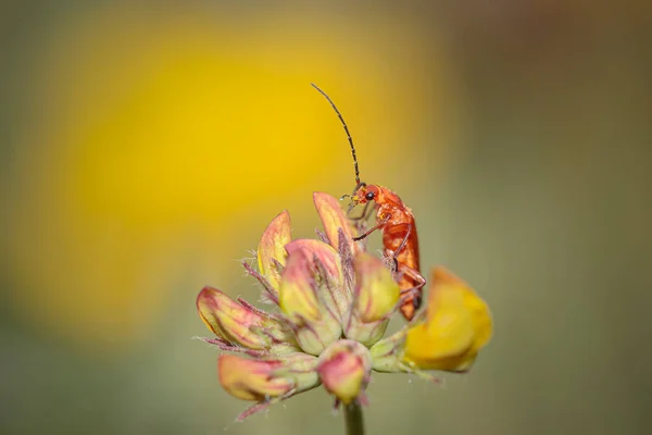 Red Bug Northern Portuguese Meadow — Photo