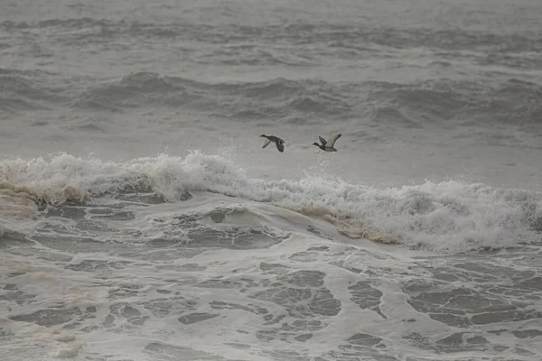Soft Backlit Wild Ducks Flight Foggy Sea Northern Portuguese Coast — Stock Photo, Image